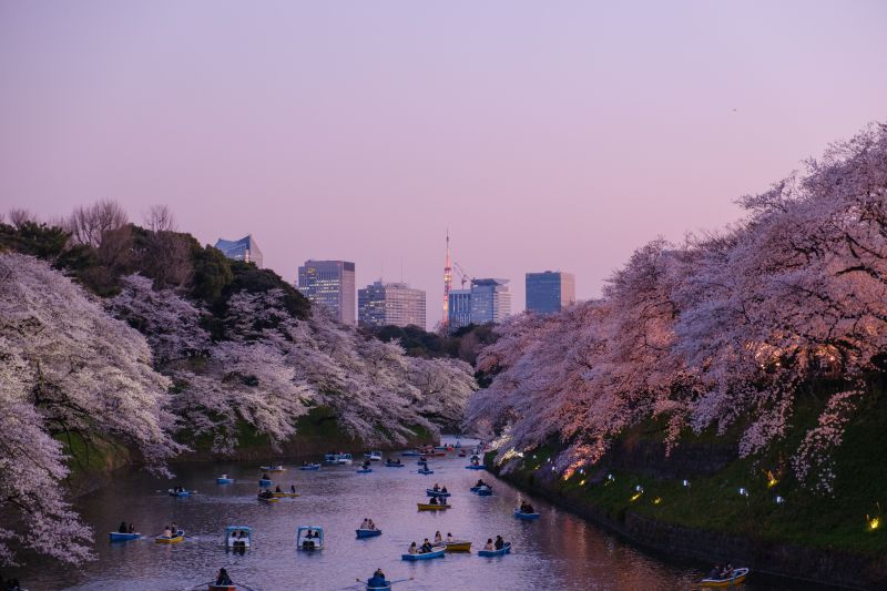 Sakura, Kirschblütze in Japan, Tokyo